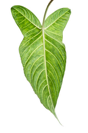 Xanthosoma Lindenii leaf, Caladium Lindenii foliage isolated on white background, with clipping pathの写真素材