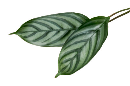 Calathea setosa leaf, Ctenanthe setosa foliage isolated on white backgroundの写真素材