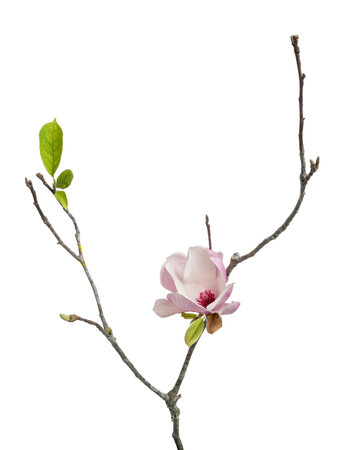 Magnolia liliiflora flower  branch  leaves, Lily magnolia flower isolated  white backgroundの写真素材