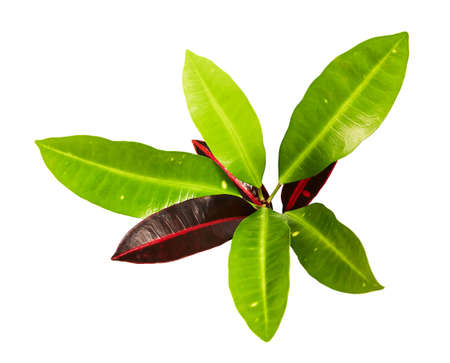 Codiaeum variegatum foliage, Croton leaves on branch isolated on white background