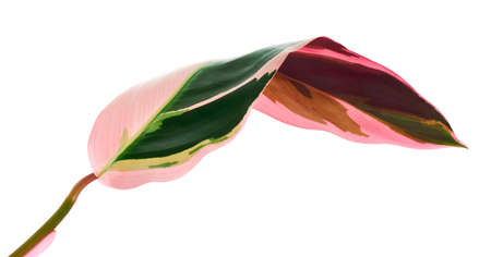 Stromanthe triostar leaf, Tropical foliage isolated on white backgroundの写真素材