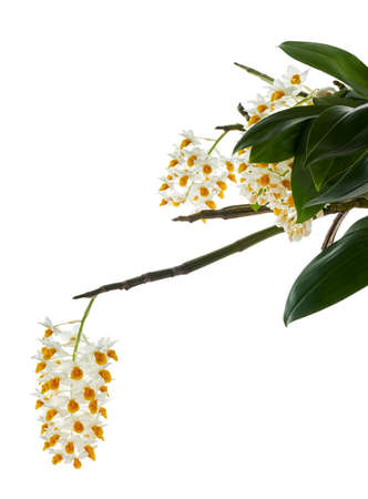 Dendrobium thyrsiflorum orchid, Pinecone-like raceme dendrobium, Dendrobium orchid isolated on white backgroundの写真素材