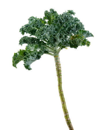 Curly kale or Organic blue curled scotch kale, Kale plant isolated on white backgroundの写真素材