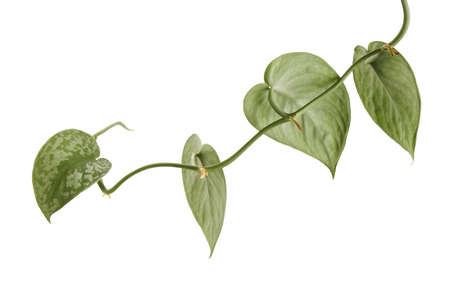 Scindapsus pictus leaves, Satin Pothos plant, Exotic foliage isolated on white background, with clipping pathの写真素材