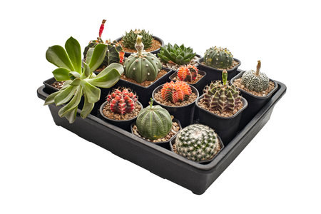 Set of different Cactus and Succulent plants in pot, Collection of various cactus and succulent...