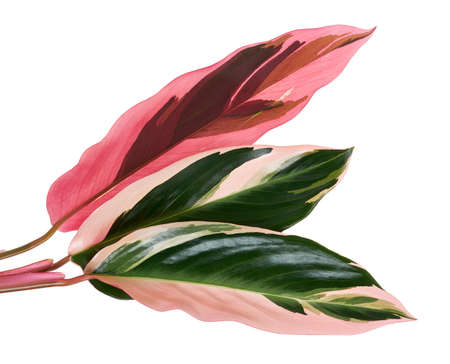 Stromanthe triostar leaf, Tropical foliage isolated on white background, with clipping pathの写真素材