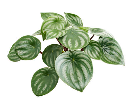 Watermelon Peperomia, Peperomia sandersii plant, isolated on white backgroundの写真素材