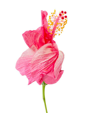 Hibiscus or rose mallow flower, Tropical pink flower isolated on white backgroundの写真素材