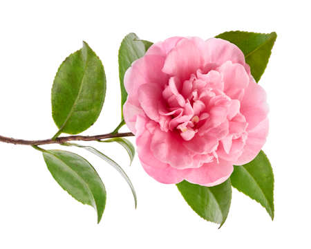 Pink camellia flower, Camellia blooming with leaves isolated on white background, with clipping pathの写真素材