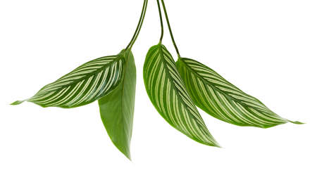 Calathea Vittata leaves, Green leaf with white stripes, Tropical foliage isolated on white...