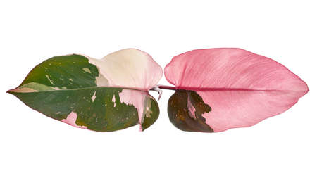 Philodendron Pink Princess plant, Philodendron Erubescens leaves, isolated on white background, with clipping pathの写真素材