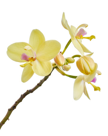 Yellow orchid, Philippine ground orchid, Tropical flowers isolated on white background, with clipping pathの写真素材