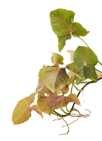Pink Syngonium podophyllum leaves, Pink arrowhead shaped foliage, Arrowhead Ivy isolated on white background, with clipping pathの写真素材