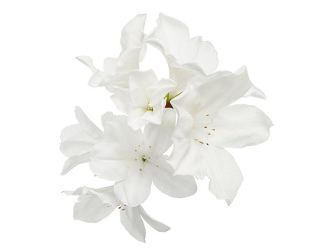 Azaleas flowers with leaves, White flowers isolated on white background with clipping pathの写真素材