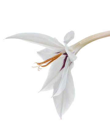 Gladiolus flowers, White gladiolus blooming on branch isolated on white background, with clipping pathの写真素材