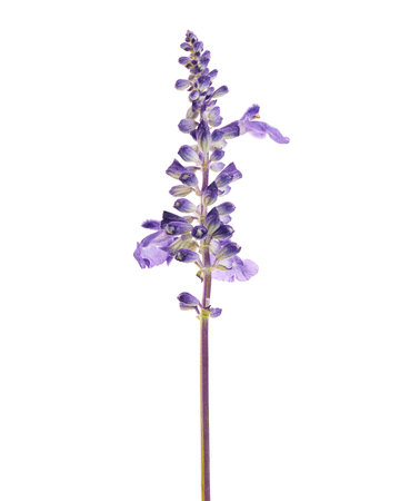 Salvia farinacea, Blue salvia, Mealy cup sage or Mealy sage flowers blooming with leaves, isolated on white background, with clipping pathの写真素材