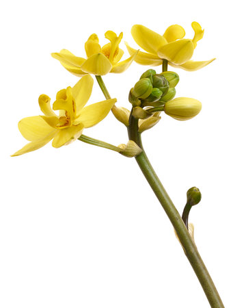 Yellow orchid, Philippine ground orchid, Tropical flowers isolated on white background, with clipping pathの写真素材