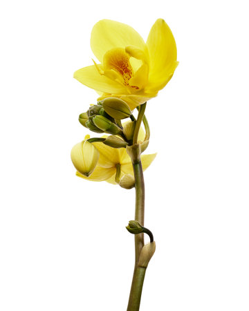 Yellow orchid, Philippine ground orchid, Tropical flowers isolated on white background, with clipping pathの写真素材