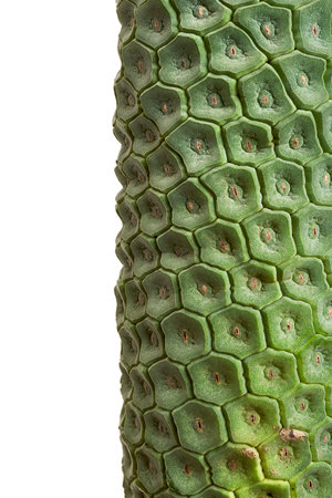 Monstera Deliciosa fruit, Fruit of Swiss Cheese Plant, isolated on white background, with clipping...