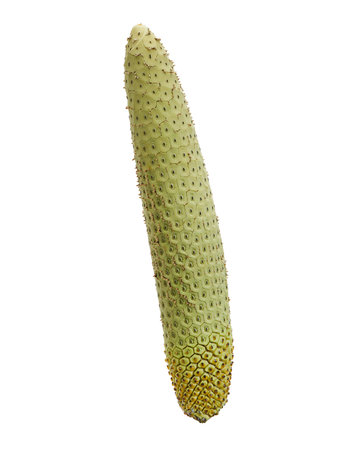 Monstera Deliciosa fruit, Fruit of Swiss Cheese Plant, isolated on white background, with clipping...
