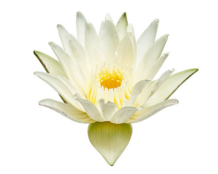 White water lily, Blooming water lily flower isolated on white background, with clipping pathの写真素材