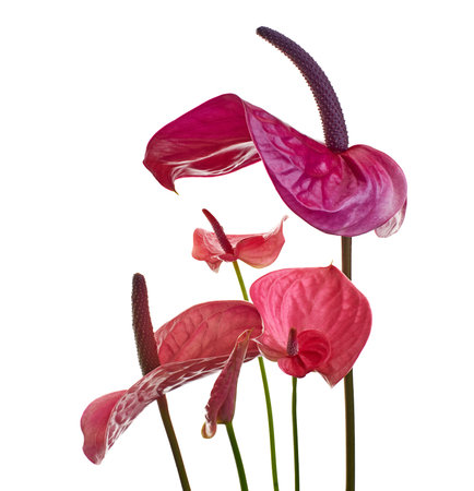 Flamingo flower, Anthurium sweet dream flower isolated on white background, with clipping pathの写真素材