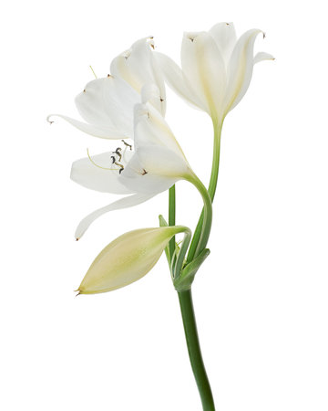 Crinum moorei flowers, Natal Lily, White Lily isolated on white backgroundの写真素材