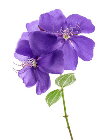 Malabar melastome flowers with leaves, Tropical purple flower isolated on white backgroundの写真素材