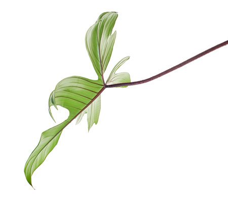Red Bristle Philodendron, Philodendron squamiferum leaf isolated on white background, with clipping pathの写真素材