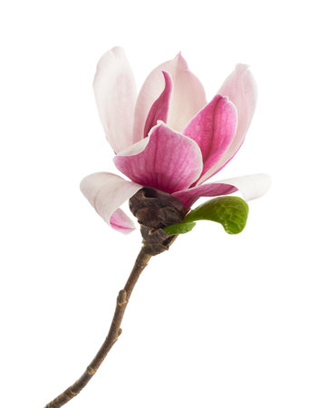 Magnolia liliiflora flower on branch with leaves, Lily magnolia flower isolated on white background with clipping pathの写真素材