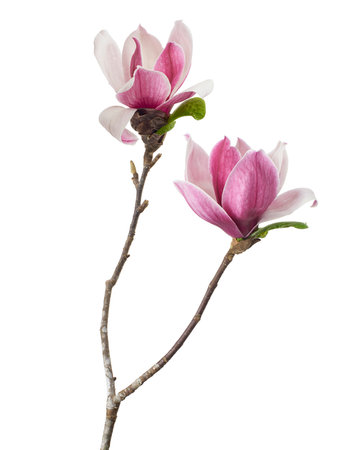 Magnolia liliiflora flower on branch with leaves, Lily magnolia flower isolated on white background with clipping pathの写真素材