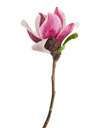 Magnolia liliiflora flower on branch with leaves, Lily magnolia flower isolated on white background with clipping pathの写真素材