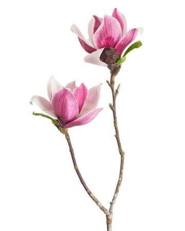 Magnolia liliiflora flower on branch with leaves, Lily magnolia flower isolated on white background with clipping pathの写真素材
