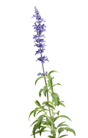 Salvia farinacea, Blue salvia, Mealy cup sage or Mealy sage flowers blooming with leaves, isolated on white backgroundの写真素材