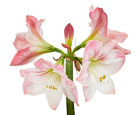 Hippeastrum or Amaryllis flowers ,Pink amaryllis flowers isolated on white background, with clipping pathの写真素材