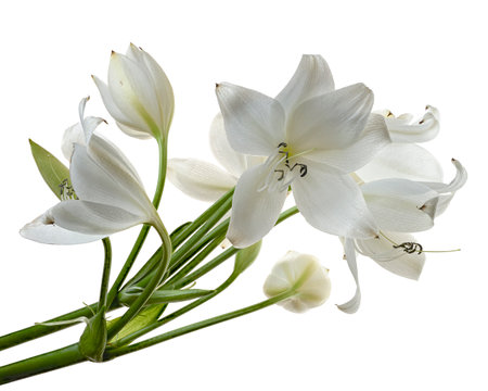 Crinum moorei flowers, Natal Lily, White Lily isolated on white backgroundの写真素材