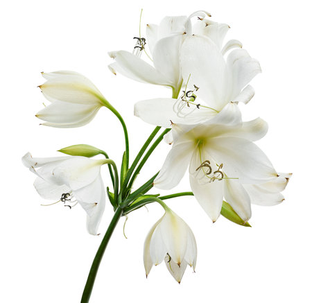 Crinum moorei flowers, Natal Lily, White Lily isolated on white backgroundの写真素材