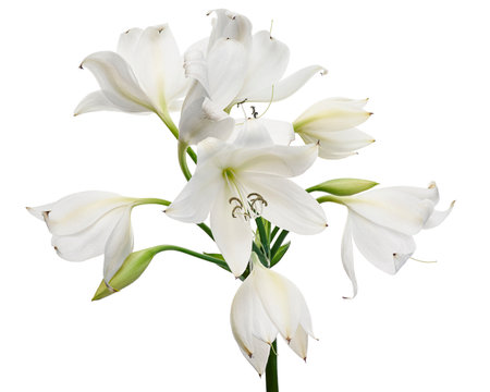 Crinum moorei flowers, Natal Lily, White Lily isolated on white backgroundの写真素材