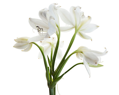 Crinum moorei flowers, Natal Lily, White Lily isolated on white backgroundの写真素材