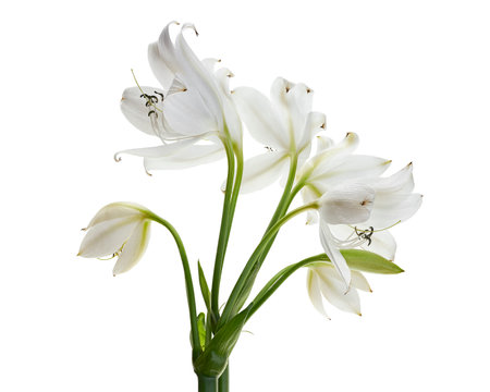 Crinum moorei flowers, Natal Lily, White Lily isolated on white backgroundの写真素材