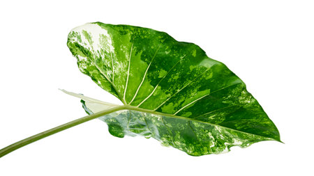 Variegated Alocasia leaf, Variegated Alocasia Elephant Ear Plant isolated on white background with clipping pathの写真素材