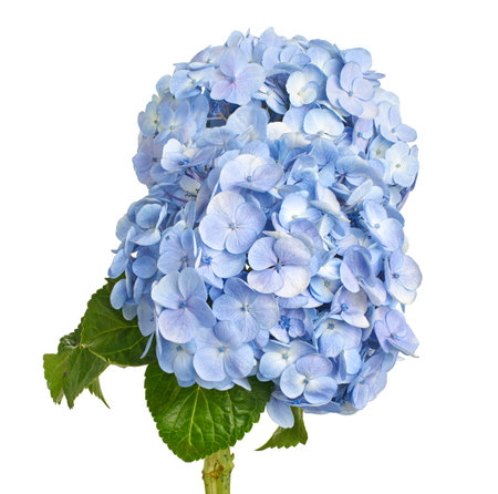 Hydrangea flower, Hydrangea macrophylla, isolated on white background, with clipping pathの写真素材