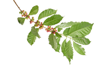 Coffee beans on a branch of coffee tree with leaves, ripe and unripe coffee beans isolated on white background with clipping pathの写真素材