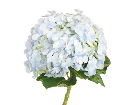 Hydrangea flower, Hydrangea macrophylla, isolated on white background, with clipping pathの写真素材