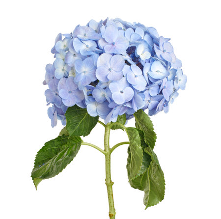 Hydrangea flower, Hydrangea macrophylla, isolated on white background, with clipping pathの写真素材