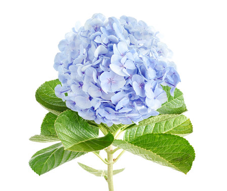 Hydrangea flower, Hydrangea macrophylla, isolated on white background, with clipping pathの写真素材