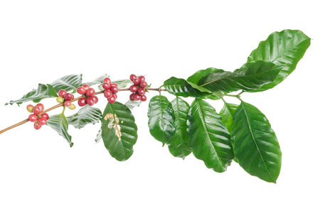 Red coffee beans on a branch of coffee tree with leaves, ripe and unripe coffee beans isolated on white background with clipping pathの写真素材