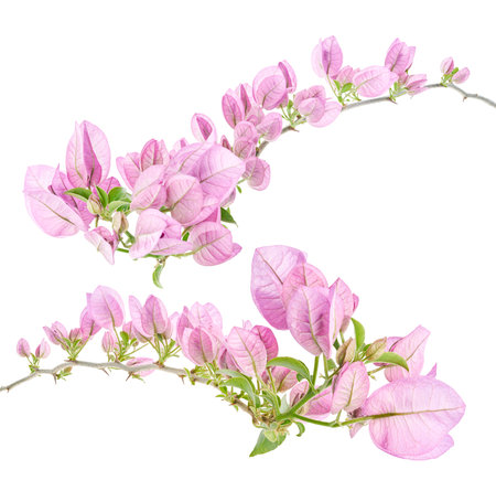 Bougainvillea flower, Paperflower, Pink Bougainvillea flower isolated on white background, with clipping pathの写真素材