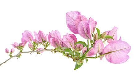 Bougainvillea flower, Paperflower, Pink Bougainvillea flower isolated on white background, with clipping pathの写真素材