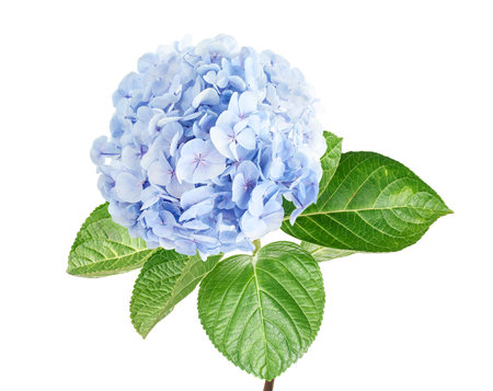 Hydrangea flower, Hydrangea macrophylla, isolated on white background, with clipping pathの写真素材